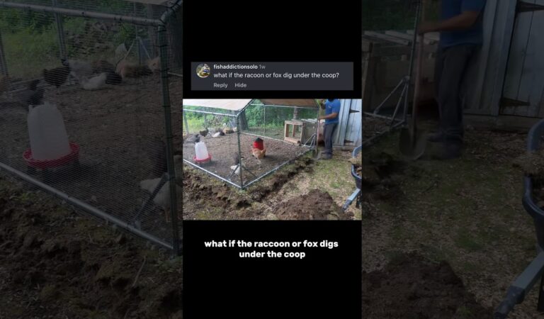 You Won’t Believe What Happens When a Raccoon Digs Under a Chicken Coop! 🦝🐔 | Must-See Animal Encounters