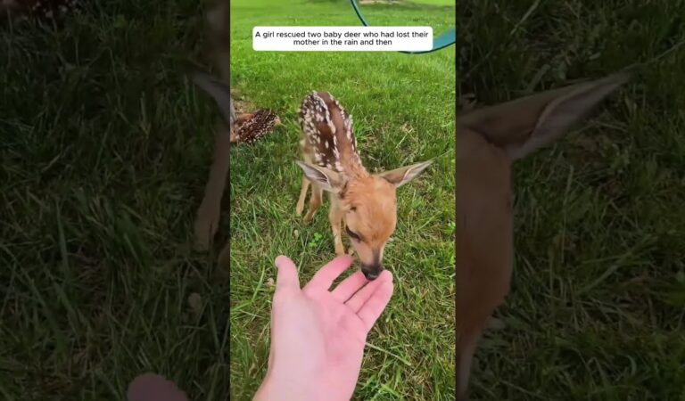 You Have to See This Heartwarming Rescue: Girl Saves Two Adorable Baby Deer in the Rain!